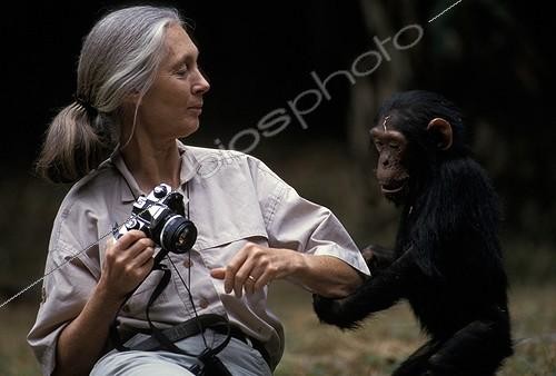 Biosphoto | 35111 | Jane Goodall et chimpanzé Gombé Tanzanie | &copy; Michel Gunther / Biosphoto