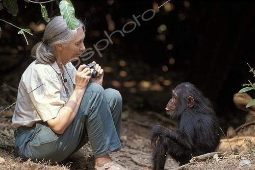 Biosphoto | 43296 | Jane Goodall in front of Gaia Gombe Tanzania | &copy; Michel Gunther / Biosphoto