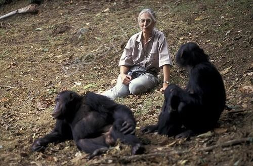 Biosphoto | 59983 | Jane Goodall observant deux chimpanzés Centre de Gombe ; Centre de Recherche de Gombe Stream. Jane Goodall, née en 1934 a débuté ses études sur les chimpanzés de Gombe en 1960 | &copy; Michel Gunther / Biosphoto