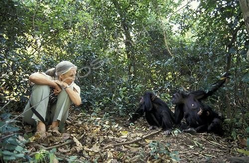 Biosphoto | 59985 | Jane Goodall observant deux chimpanzés Centre de Gombe ; Centre de Recherche de Gombe Stream. Jane Goodall, née en 1934 a débuté ses études sur les chimpanzés de Gombe en 1960 | &copy; Michel Gunther / Biosphoto