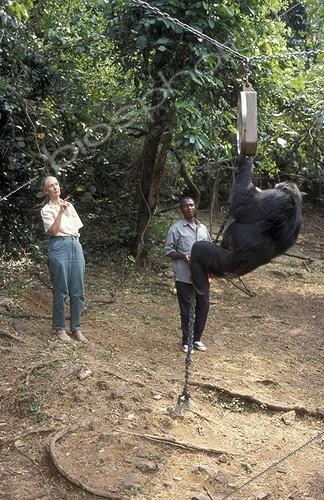 Biosphoto | 59998 | Jane Goodall observant la pesée d&acuteun chimpanzé à Gombe ; Centre de Recherche de Gombe Stream. Jane Goodall, née en 1934 a débuté ses études sur les chimpanzés de Gombe en 1960 | &copy; Michel Gunther / Biosphoto