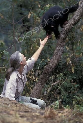 Biosphoto | 31454 | Jane Goodall observant un chimpanzé Gombe Tanzanie | &copy; Michel Gunther / Biosphoto