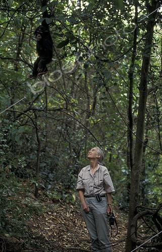 Biosphoto | 59980 | Jane Goodall observant un chimpanzé sur site d&acuteétude Gombe ; Centre de Recherche de Gombe Stream. Jane Goodall, née en 1934 a débuté ses études sur les chimpanzés de Gombe en 1960 | &copy; Michel Gunther / Biosphoto