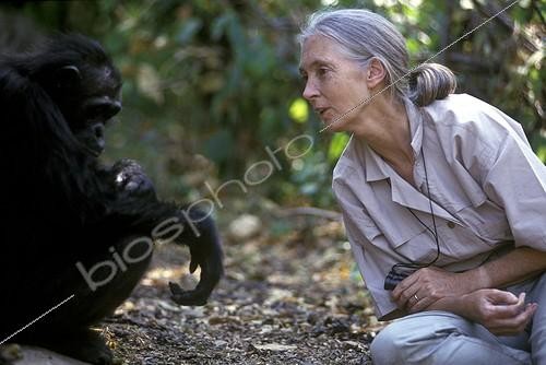 Biosphoto | 115573 | Jane Goodall with a Chimpanzee in Gombe Tanzania | &copy; Michel Gunther / Biosphoto
