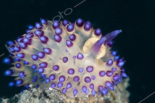 Biosphoto | 2616177 | Janolus Nudibranch (Janolus sp), site de plongée Air Bajo, détroit de Lembeh, Sulawesi, Indonésie. | &copy; Colin Marshall / Biosphoto