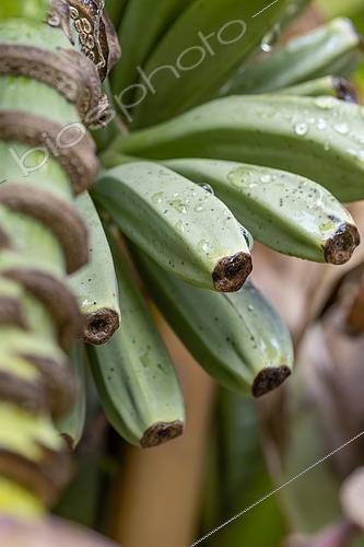 Biosphoto | 2571806 | Japanese banana (Musa basjoo) fruits | &copy; Marie Aymerez / Biosphoto
