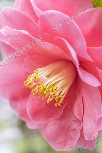 Biosphoto | 2552482 | Japanese camellia (Camellia japonica) flower | &copy; Marie Aymerez / Biosphoto