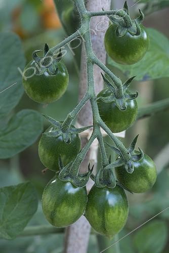 Biosphoto | 2090647 | Japanese cherry tomato 'Kiwi' | &copy; Alexandre Petzold / Biosphoto