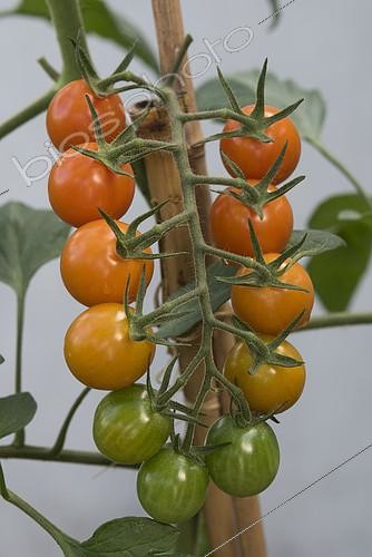 Biosphoto | 2090645 | Japanese cherry tomato 'Orange Carol' | &copy; Alexandre Petzold / Biosphoto