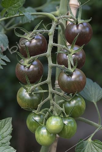 Biosphoto | 2090646 | Japanese cherry tomato 'Toscana violette' | &copy; Alexandre Petzold / Biosphoto