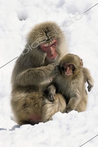 Biosphoto | 85994 | Japanese macaque Honshu Japon | &copy; Gilles Martin / Biosphoto