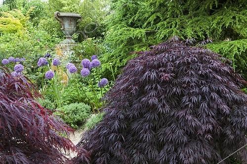 Biosphoto | 1998740 | Japanese maple and garlics 'Globemaster' in a garden | &copy; Gilles Le Scanff & Joëlle-Caroline Mayer / Biosphoto