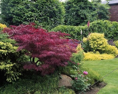 Biosphoto | 1621007 | Japanese maple 'Dissectum Atropurpureum' in a garden ; Rose-tree 'Vicks Caprice' | &copy; Gilles Le Scanff & Joëlle-Caroline Mayer / Biosphoto