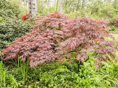 Biosphoto | 2425965 | Japanese maple 'Garnet', Acer palmatum 'Garnet' | &copy; Alain Kubacsi / Biosphoto