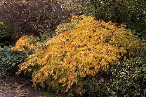 Biosphoto | 741175 | Japanese maple in a garden in autumn ; Acer palmatum var. dissectum | &copy; NouN / Biosphoto