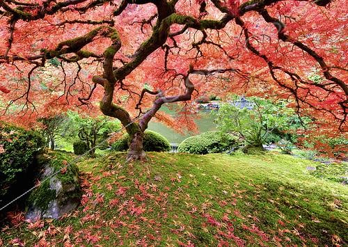 Biosphoto | 2512605 | Japanese Maple tree in autumnal colours, Portland Japanese Gardens, Oregon, USA. | &copy; Flowerphotos / Biosphoto