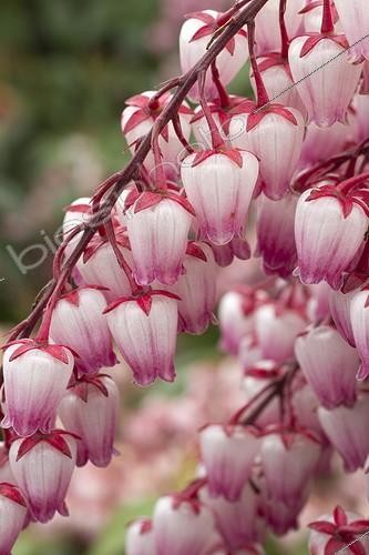 Biosphoto | 2075895 | Japanese pieris 'Katsura' in bloom in a garden | &copy; Frédéric Tournay / Biosphoto