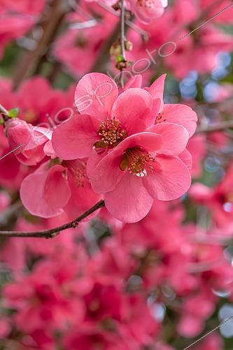 Biosphoto | 2576750 | Japanese quince (Chaenomeles x speciosa) 'Umbilicata' | &copy; Marie Aymerez / Biosphoto