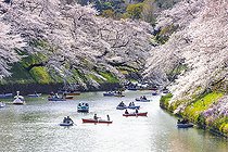 Biosphoto | 2464559 | Japanese rowing in boats on the Imperial Palace canal to cherry blossom, Hanami moored, blossoming cherry trees, Chidorigafuchi Green Way, Tokyo, Japan, Asia | &copy; Moritz Wolf / imageBROKER / Biosphoto
