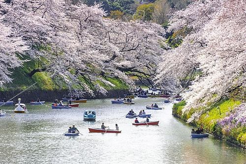 Biosphoto | 2464559 | Japanese rowing in boats on the Imperial Palace canal to cherry blossom, Hanami moored, blossoming cherry trees, Chidorigafuchi Green Way, Tokyo, Japan, Asia | &copy; Moritz Wolf / imageBROKER / Biosphoto