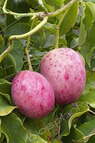 Biosphoto | 2076991 | Japanese staunton vine fruits | &copy; Frédéric Tournay / Biosphoto