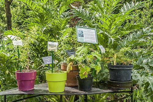 Biosphoto | 2141249 | Jardin de senteurs, Jardin Insolite, Parc Floral Vincennes, Paris, France | &copy; Alain Kubacsi / Biosphoto