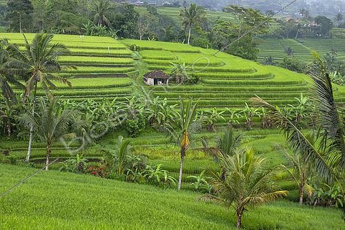Biosphoto | 2598475 | Jatiluwih is one of Bali's most beautiful sites. Thousands of hectares of cascading green rice fields. The entire site is a Unesco World Heritage Site. | &copy; Jean Cassou / Biosphoto
