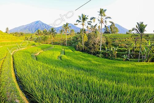 Biosphoto | 2577417 | Jatiluwih rice field. Munbduk and Ubud region. Bali. Indonesia. | &copy; Jean Cassou / Biosphoto