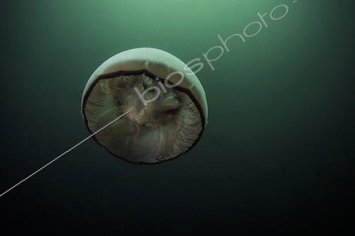 Biosphoto | 2047722 | Jelly fish - Pacific Ocean Kamchatka Russia | &copy; Mike Korostelev / Biosphoto