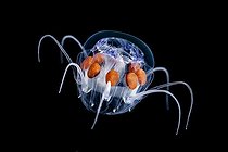 Biosphoto | 1623341 | Jellyfish at night Tahiti French Polynesia | &copy; Fabien Michenet / Biosphoto