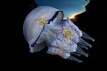 Biosphoto | 2104331 | Jellyfish (Rhizostoma pulmo) with a couple of crabs (Liocarcinus vernalis), Gulf of Naples, Tyrrhenian Sea, Italia. When the jellyfish rub the sandy seabed, the crabs jump on it and get carried to different areas. Highly commanded UPY 2017 | &copy; Pasquale Vassallo / Biosphoto