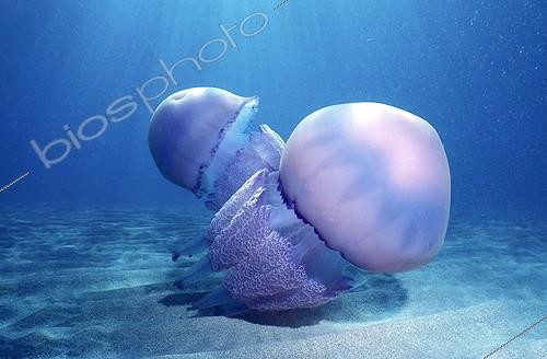 Biosphoto | 507994 | Jellyfishes swimming near a sand bottom | &copy; Mathieu Foulquié / Biosphoto