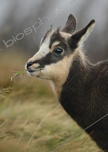 Biosphoto | 2081397 | Jeune chamois se nourrissant au sommet du Hohneck, dans les Vosges. | &copy; Adrien Wehrlé / Biosphoto