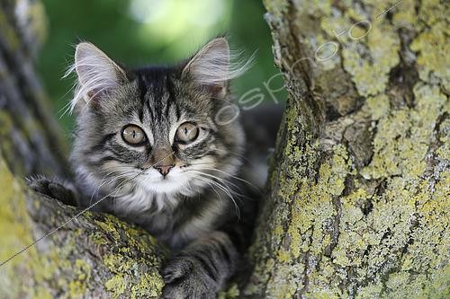 Biosphoto | 2618270 | Jeune chatte de race norvégienne âgée de 4 mois, dans un arbre. Manche, Normandie, France | &copy; Christophe  Lehénaff / Biosphoto
