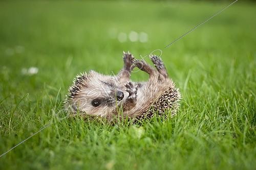 Biosphoto | 2089621 | Jeune hérisson d'Europe (Erinaceus europaeus) couché sur son dos dans l'herbe | &copy; Carina Maiwald / imageBROKER / Biosphoto