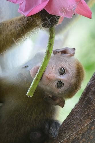Biosphoto | 2081187 | Jeune macaque à toque mordillant une offrande posée dans un temple au coeur de la jungle Sri Lankaise. | &copy; Adrien Wehrlé / Biosphoto