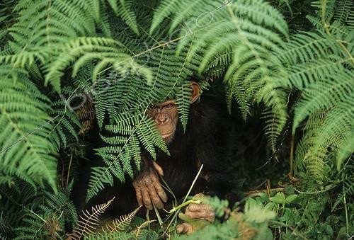 Biosphoto | 72213 | Jeune orphelin Chimpanzé caché sous les fougères Gabon ; Sanctuaire de Bakoumba | &copy; Cyril Ruoso / Biosphoto