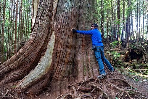 Biosphoto | 2613741 | Jeune touriste face à l'impressionnant tronc d'un cèdre rouge ou thuyas géant (Thuja plicata), Schooner Trail, île de Vancouver, Colombie-britannique, Canada. Cet arbre peut atteindre 50 à 60 m de haut avec un diamètre de tronc jusqu’à 3 mètres. On le rencontre du sud de l’Alaska et de la Colombie-britannique jusqu’au nord de la Californie. Il pousse dans les forêts pluviales, aussi bien sur les rives des cours d’eau que dans les forêts marécageuses. Le cèdre peut vivre 300 à 700 ans. | &copy; Evelyne Boyard / Biosphoto