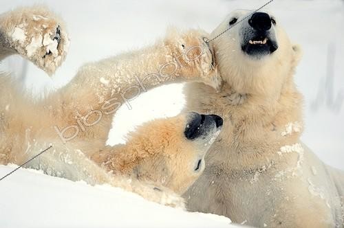 Biosphoto | 1677513 | Jousting love between Polar Bears in the snow | &copy; Pierre Vernay / Biosphoto