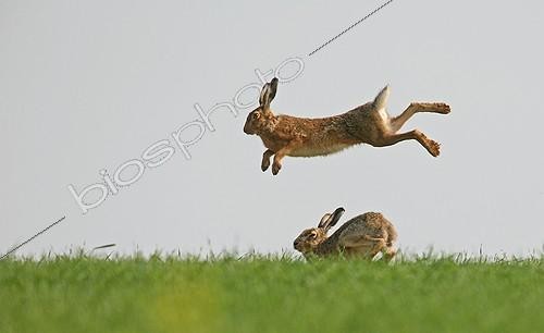 Biosphoto | 1266549 | Jumps & courtship behaviour of Brown hares in spring France | &copy; Dominique Gest / Biosphoto