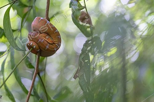 Biosphoto | 2564653 | Juvenile Emerald Tree Boa (Corallus caninus) at rest, Saül, French Guiana | &copy; Vincent Premel / Biosphoto