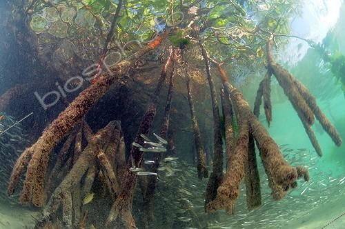 Biosphoto | 1359589 | Juvenile fish in the mangrove Caribbean Sea | &copy; Mathieu Foulquié / Biosphoto
