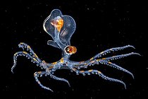 Biosphoto | 2047567 | Juvenile Octopus on black background - Tahiti French Polynesia | &copy; Fabien Michenet / Biosphoto