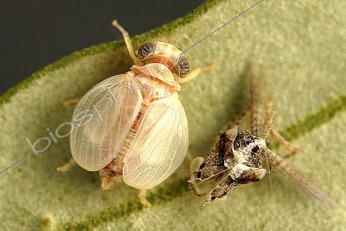 Biosphoto | 2172407 | Juvenile of olive psylla (Euphyllura olivina), on olive leaf, just after its moult which has remained to the right. | &copy; Jean Lecomte / Biosphoto