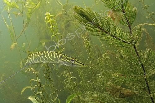 Biosphoto | 1134475 | Juvenile pike in plants waiting for prey France ; The Cher River  | &copy; Bruno Guénard / Biosphoto