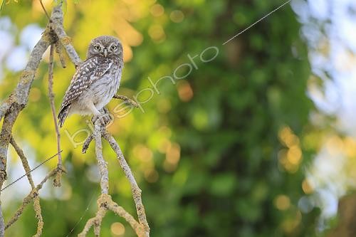 Biosphoto | 2608382 | Juvenile Pygmy Owl (Athene noctua) on a branch, learning to catch prey, Normandy, France | &copy; Christophe Perelle / Biosphoto