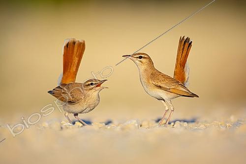 Biosphoto | 2627957 | Juvenile Rufous-tailed Scrub Robin (Cercotrichas galactotes) begging for food from an adult shortly after fledging, Trebujena, Cadix, Spain | &copy; Pablo Barrena / Biosphoto