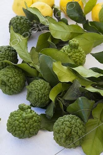 Biosphoto | 1960571 | Kaffir limes ; Agrumes Bachès | &copy; Alexandre Petzold / Biosphoto