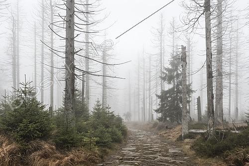 Biosphoto | 2449704 | Kaiserweg, sentier de randonnée à travers une forêt brumeuse et morte, morte à cause de la sécheresse et de l'infestation de scolytes, parc national du Harz, Basse-Saxe, Allemagne | &copy; Andreas Vitting / imageBROKER / Biosphoto