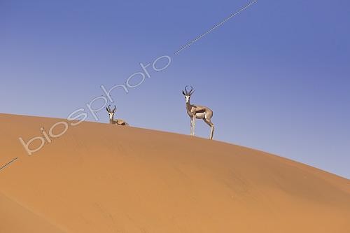 Biosphoto | 2461678 | Kalahari Springbok (Antidorcas marsupialis hofmeyri), Sossusvlei, Namibia | &copy; Marco Valentini / Biosphoto